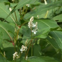 Himalayan Knotweed